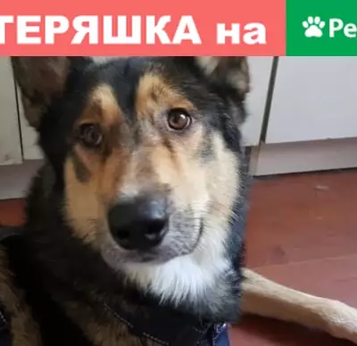 Пропала собака по кличке Вольт в районе Дмитровского района, Москва