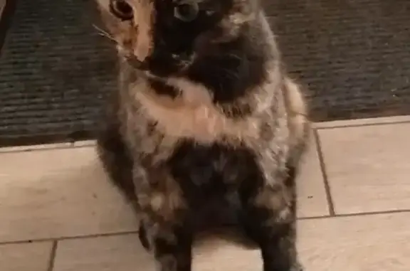 Кошка найдена на Контактной улице, Оренбург