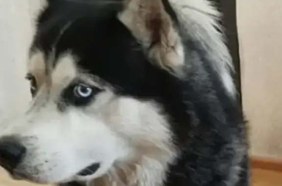 Собаки потеряшки, Ульяновск, фото: Потеряшка собака Эйден на Кольцевой улице, Ульяновск