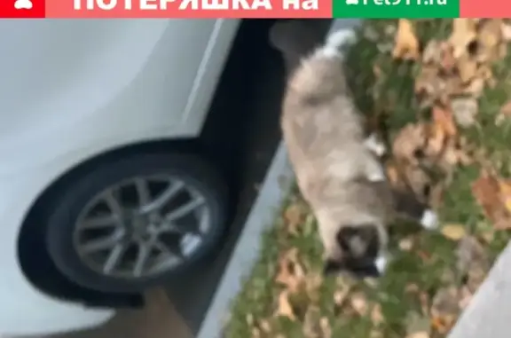 Худая кошка найдена на переулке Расковой, Москва