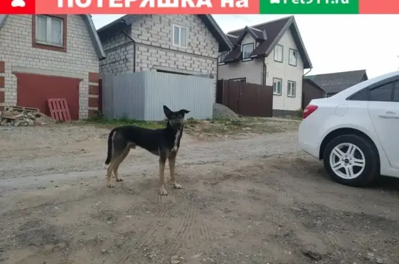 Найден хромой зашуганный пёс в Ижевске