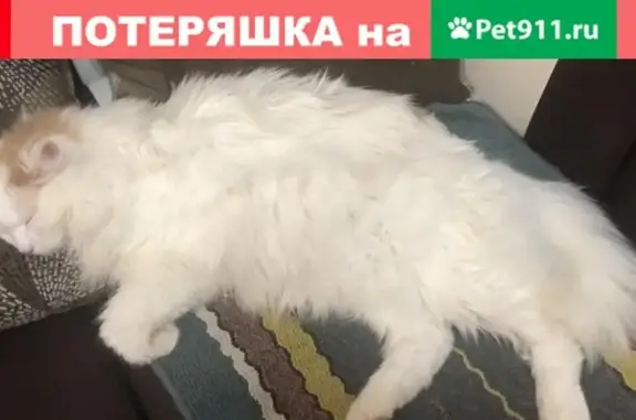 Пропала кошка Стёпа в селе Кудиново, Московская область
