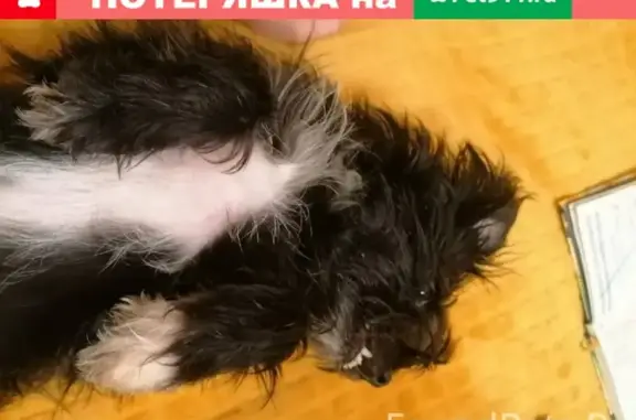 Пропала собака: чёрная дворняжка с адресом в Москве