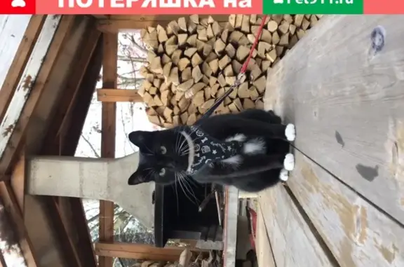 Пропала черненькая кошка с белой манишкой и носочками в Эдельвейс-Сорокино, Московская область.