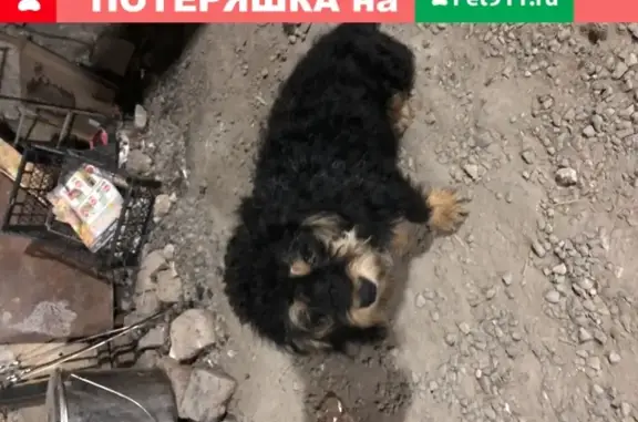 Собака найдена на улице Басенко, Бахчисарай.