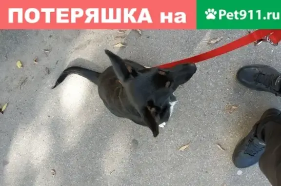 Пропала собака Жужа на площади Блюхера, Хабаровск