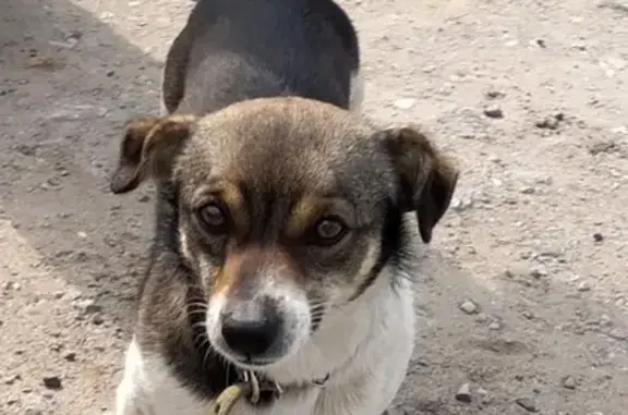 Пропала собака на улице Обороны Севастополя, 24 (31 символ)