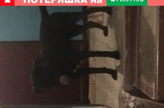 Найден чёрный пёс без ошейника на 24-й Северной улице, Омск.