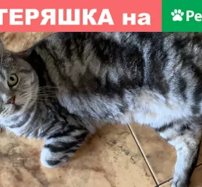 Пропала кошка Буся с ошейником в районе Расторгуево, Видное