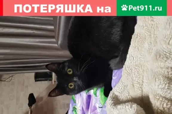 Пропала кошка Милка, Ульяновск, ул. А. Невского 2б