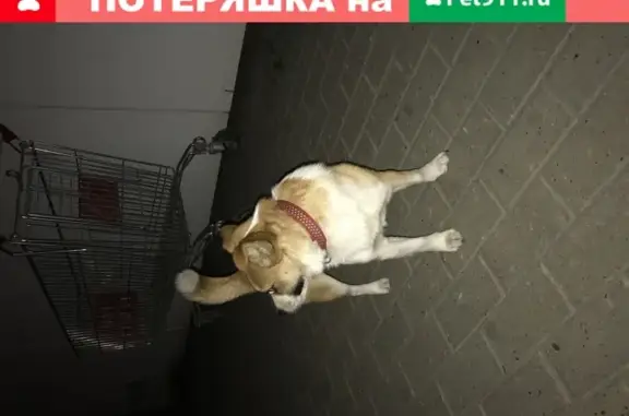 Найдена собака на ул. Родионова, 192к3 в жк Мегаполис, Нижний Новгород