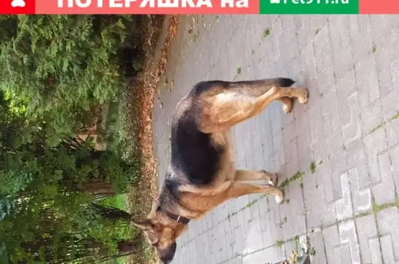 Пропала собака в Домодедовском районе, Деревня Чурилково, вознаграждение!