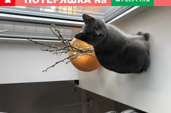 Потерянные животные Брянск, фото: Пропала серая британка в Брянске