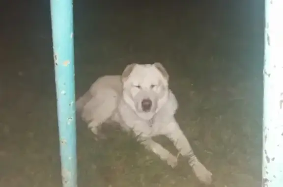 Найдена собака на ул. Машинистов в Вязьме.
