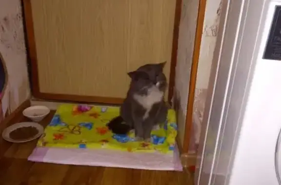 Срочно нужна помощь кошке на перекрестке Стасова