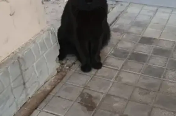 Найдена кошка на улице Баумана, Нижний Новгород (41 символ)