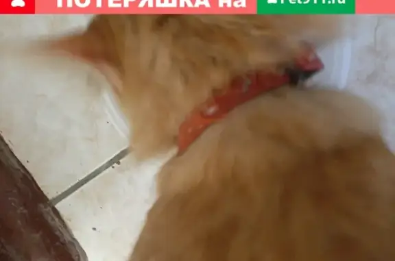 Найдена кошка в Йошкар-Оле, микрорайон Юбилейный