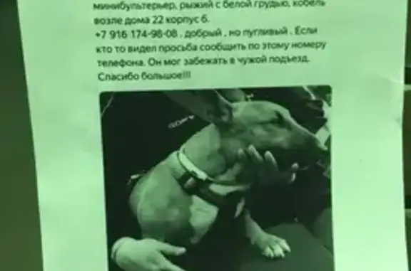 Пропала собака Пугливых в Москве без агрессии