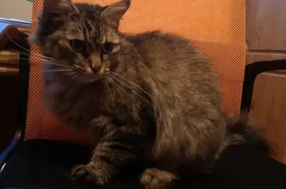Найдена кошка на улице Победы, 17 (СПб)