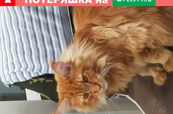 Пропала кошка в Малой Тополёвке, Саратовская область