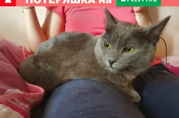 Найдена домашняя кошка в Тюмени