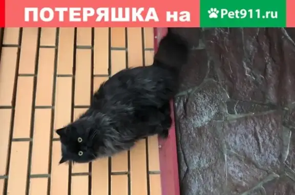 Пропал кот Кузя, пос. Зелёный, Московская обл.