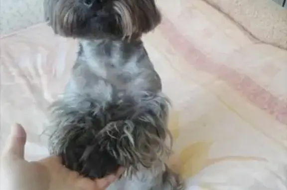 Собаки потеряшки, Москва, фото: Потеряшка собака Лаки по адресу 3-я Владимирская ул., 4А, Москва.