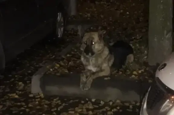 Собака найдена на Софийской улице, 29к2