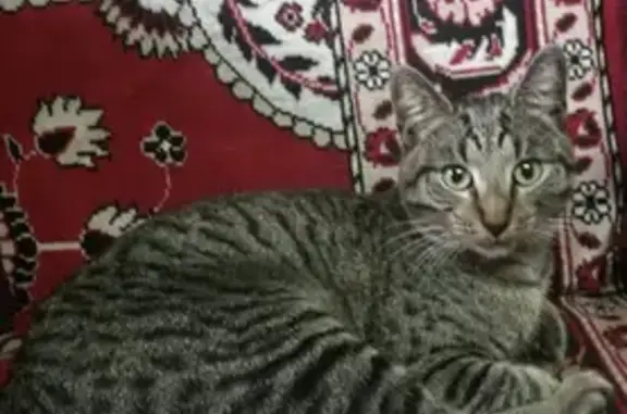 Найдена кошка в Нагатинском Затоне, возможно домашняя!