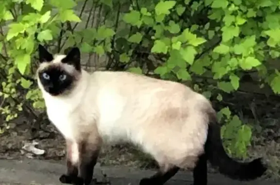 Пропала тайская кошка в Обнинске на ул. В.П. Обнинского