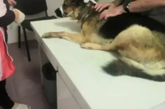 Найдена собака, , фото: Найден кобель немецкой овчарки на трассе М4 Дон в Богородицке