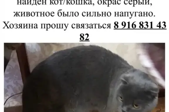 Найдена кошка в Видном: ул. Советская, 10 (11.10)