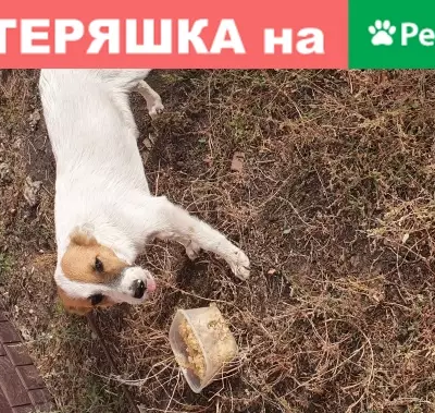 Собака найдена в Ростовской области на Лесной улице.