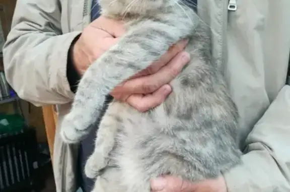 Найдена кошка в Воронеже на заправке Лукойл-Девица