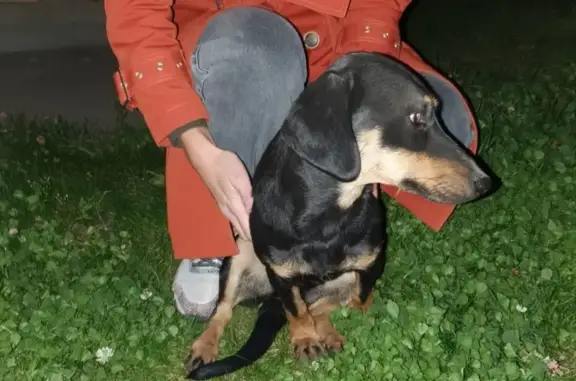 Собака ТАКСА найдена в Кировском районе, ул. Пожарского, 346.