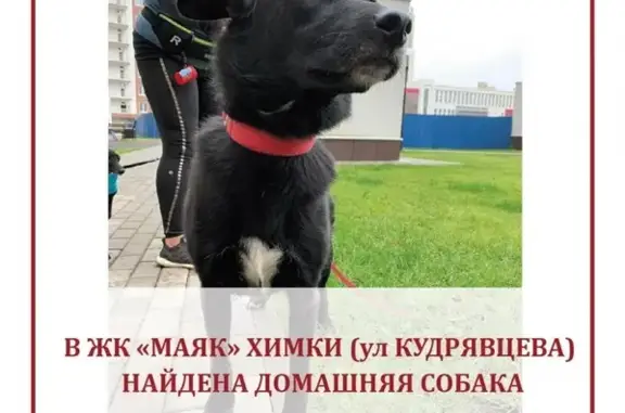 Найдена домашняя собака в ЖК «Маяк», ул. Кудрявцева, Химки