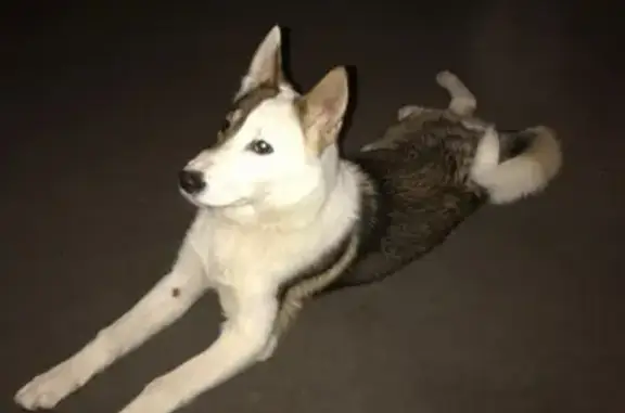 Пропала собака Лайка в поселке Успенское