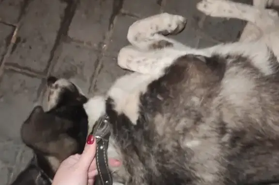 Найдена собака на Архитектурной улице в Н. Новгороде