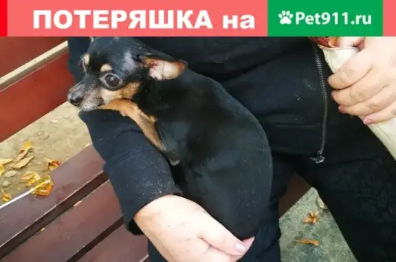 Найдена сука той терьер у метро Янгеля.