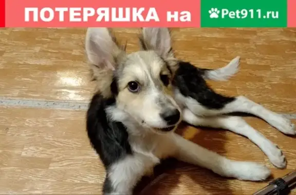 Найдена послушная собака на ул. Партизана Железняка 21А