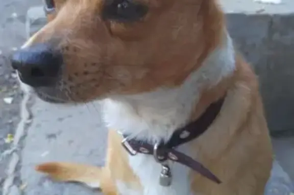 Собака найдена на ул. Республиканской, Волгоград