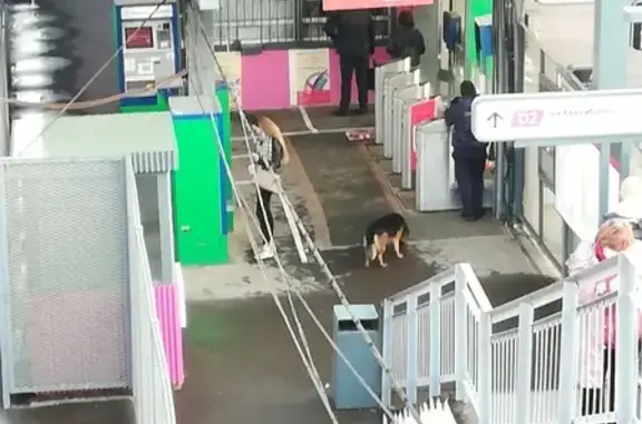 Собака найдена на станции Кубанская, ждет хозяина.