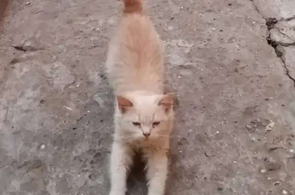 Найден персиковый котенок в Ростове, контакты