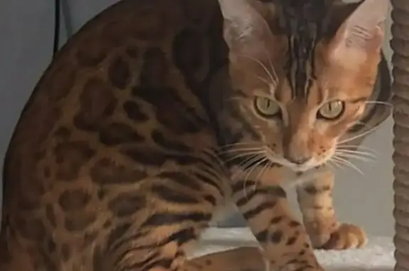 Пропала бенгальская кошка Лилу в Москве