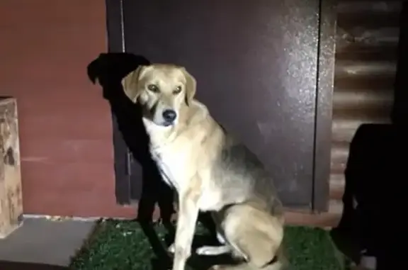 Собака-гончая найдена в Новоуральске