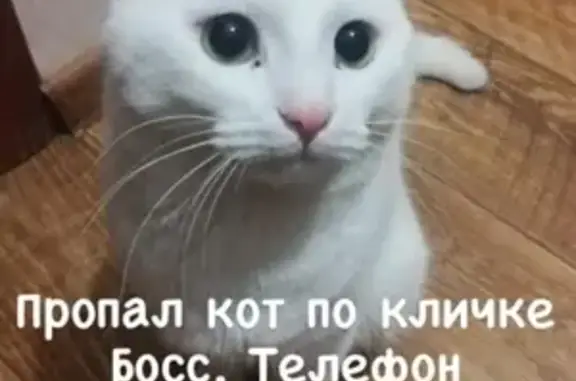 Пропала кошка Босс в ЖК Зубово Лайф-2.