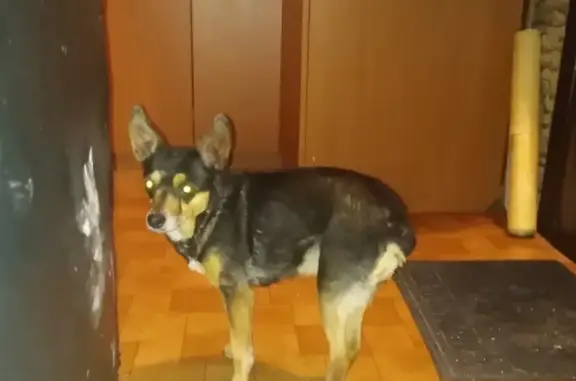 Найдена собака на Иннокентьевском мосту