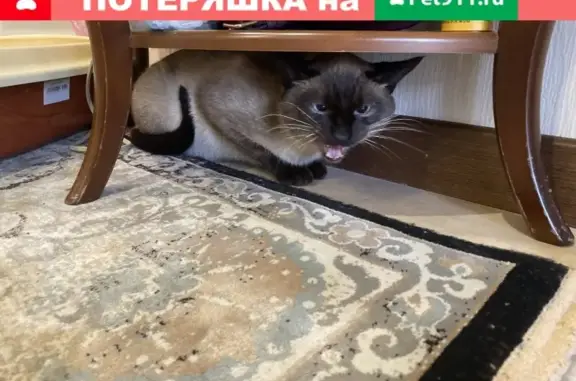 Пропала сиамская кошка в Видном, Московская область