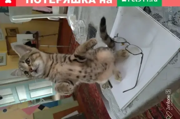 Пропала кошка Муся в Ростове-на-Дону