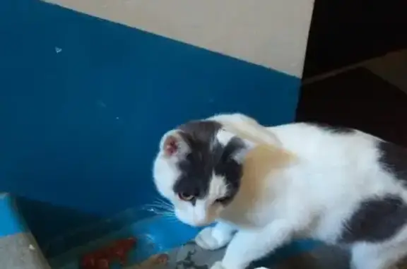 Домашний кот найден в подъезде в Сургуте